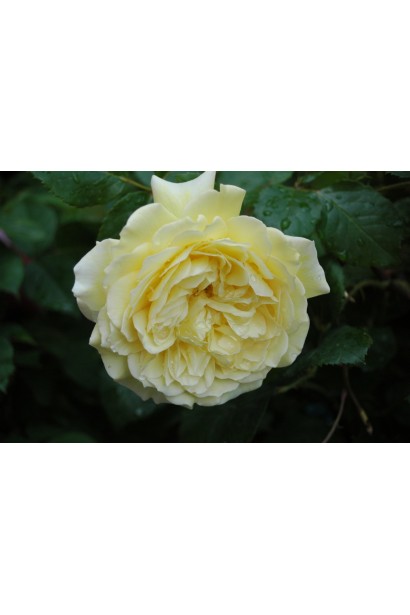 Троянда жовта Жоель Маруані 